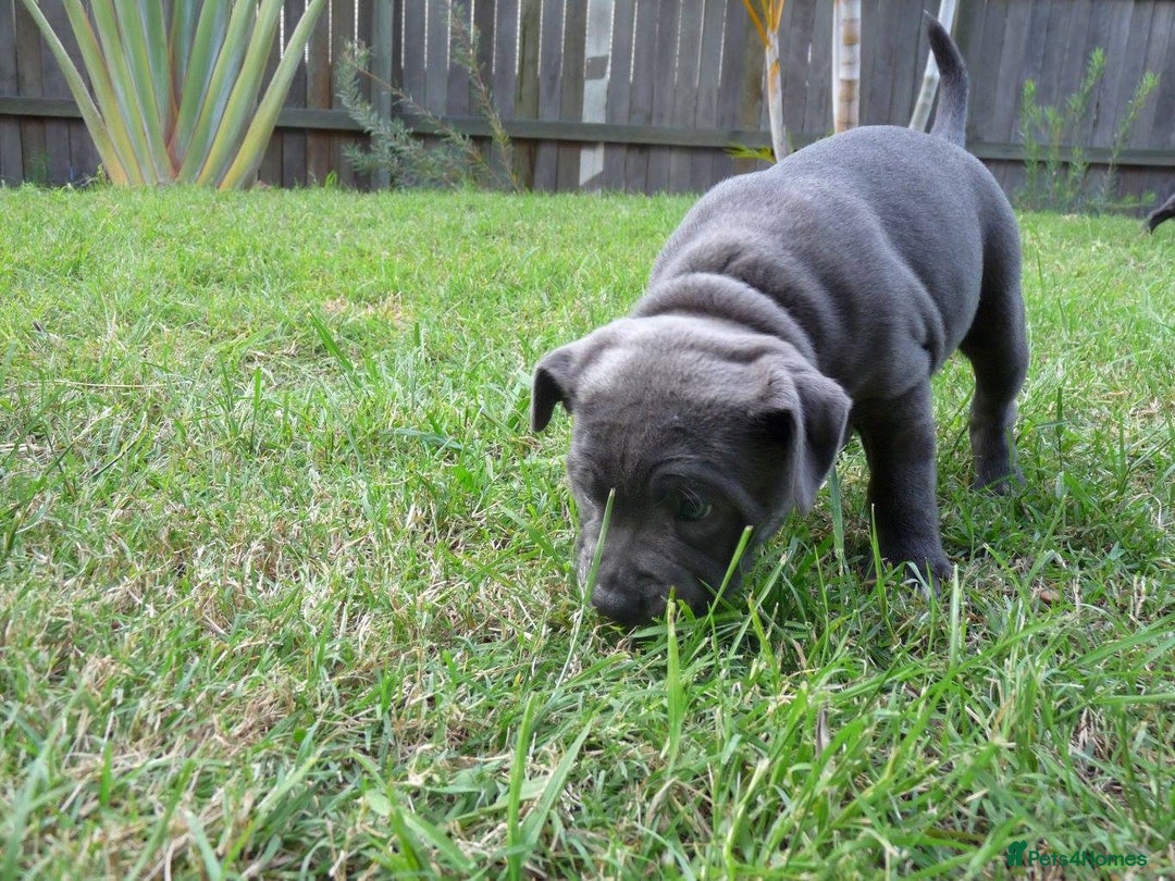 Staffordshire Bull Terrier dogs for sale: Staffordshire Bull Terrier Puppies for Sale - Advert 6