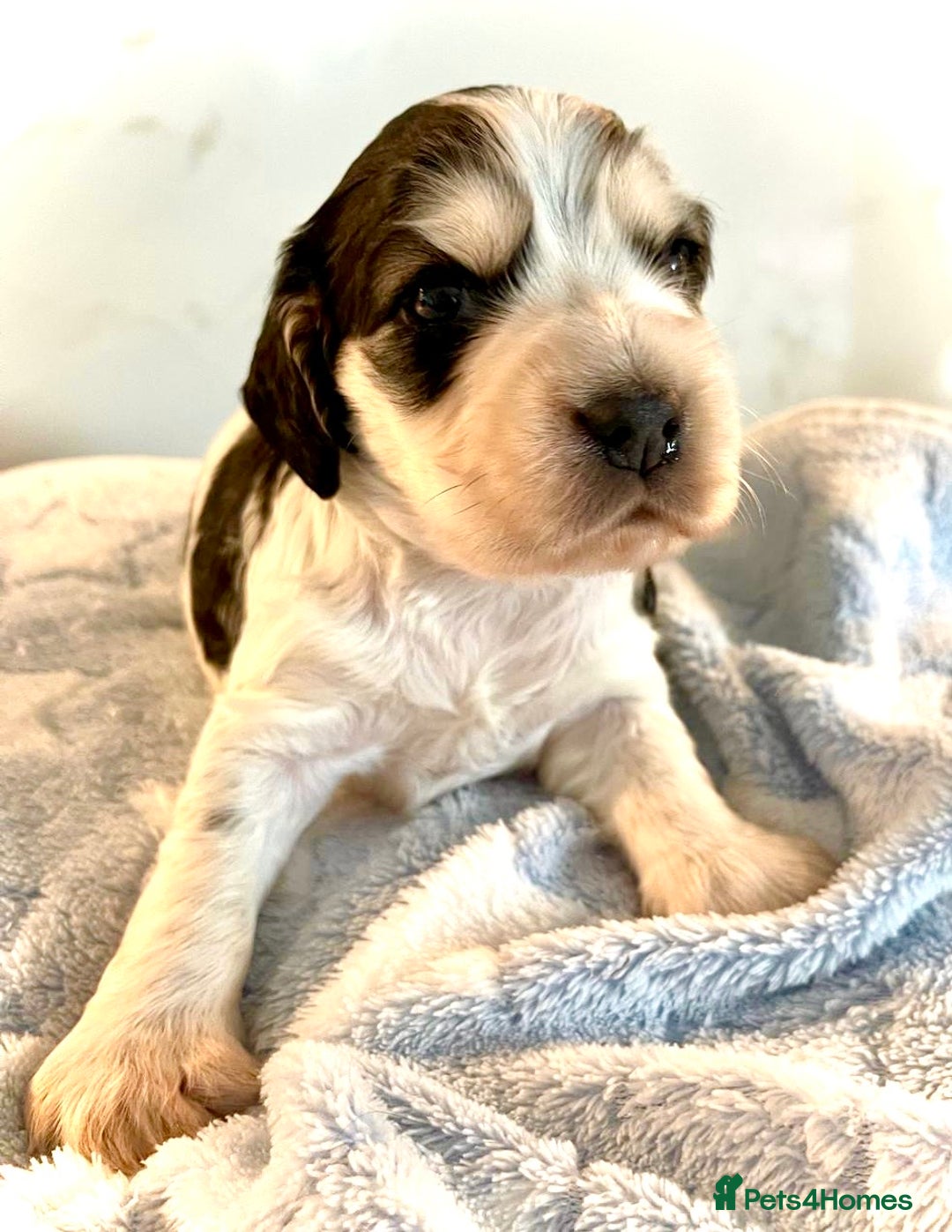 Cocker Spaniel dogs for sale: Fully health tested KC Cocker Spaniel puppies - Image 19
