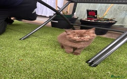 British Shorthair cats for sale: 🍫 Two Chocolate Girls British Shorthair Kittens🤎 - Image 20
