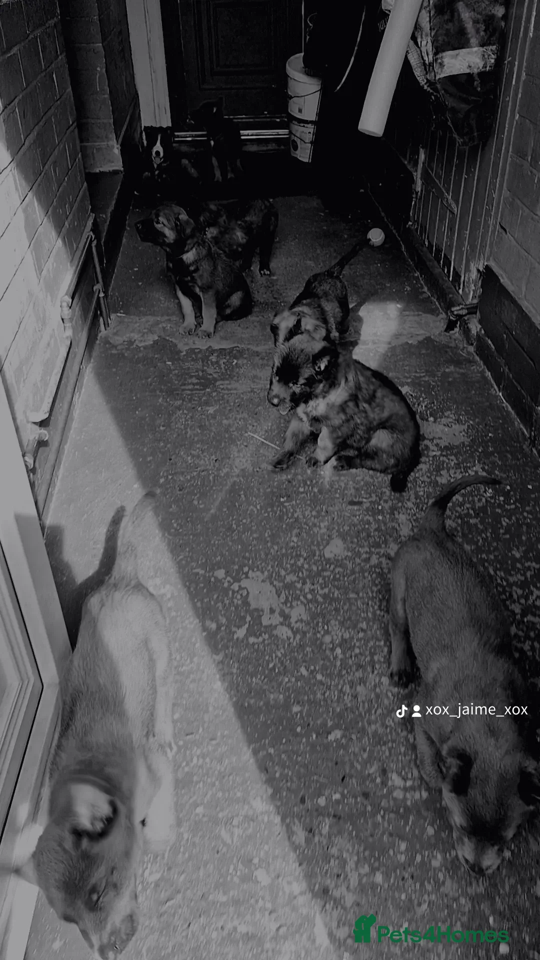 Mixed Breed dogs for sale: Belgian malinois x German shepherd puppies - Image 8