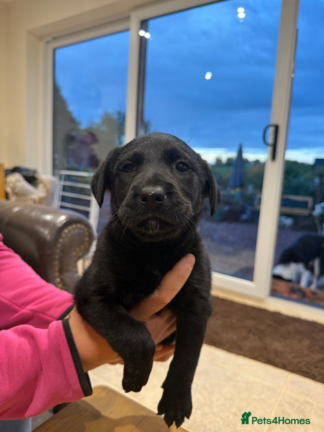 Borador dogs for sale: Collie cross Labrador  - Image 11