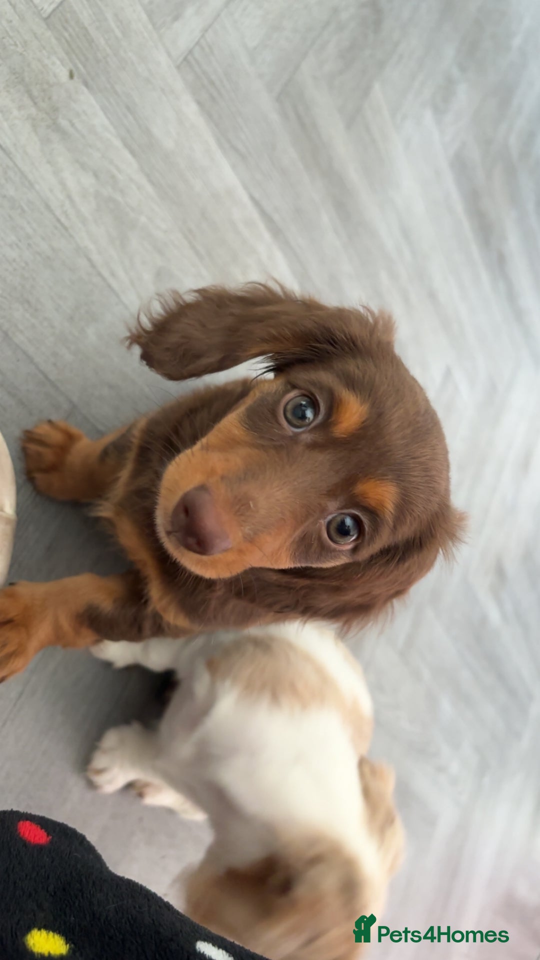 Dachshund dogs for sale: REDUCED ready for her new home  in Cardiff - Image 7