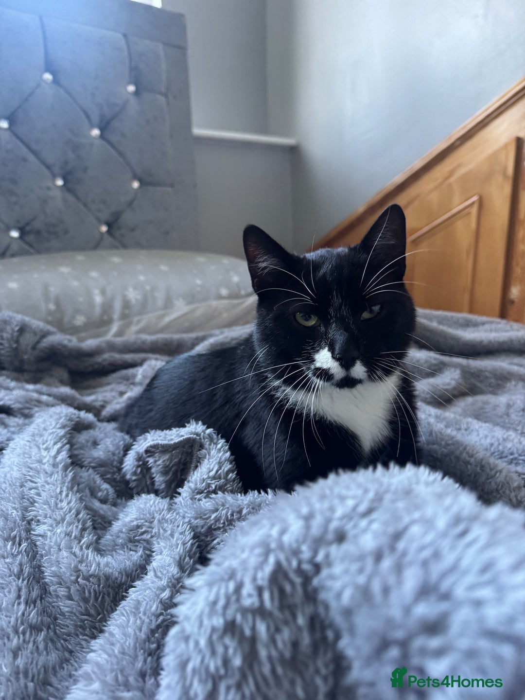 British Shorthair cats for sale: muffin - Image 2