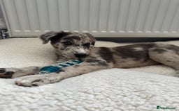 Lurcher dogs for sale: Lurcher Bitch 11 weeks old  - Image 3