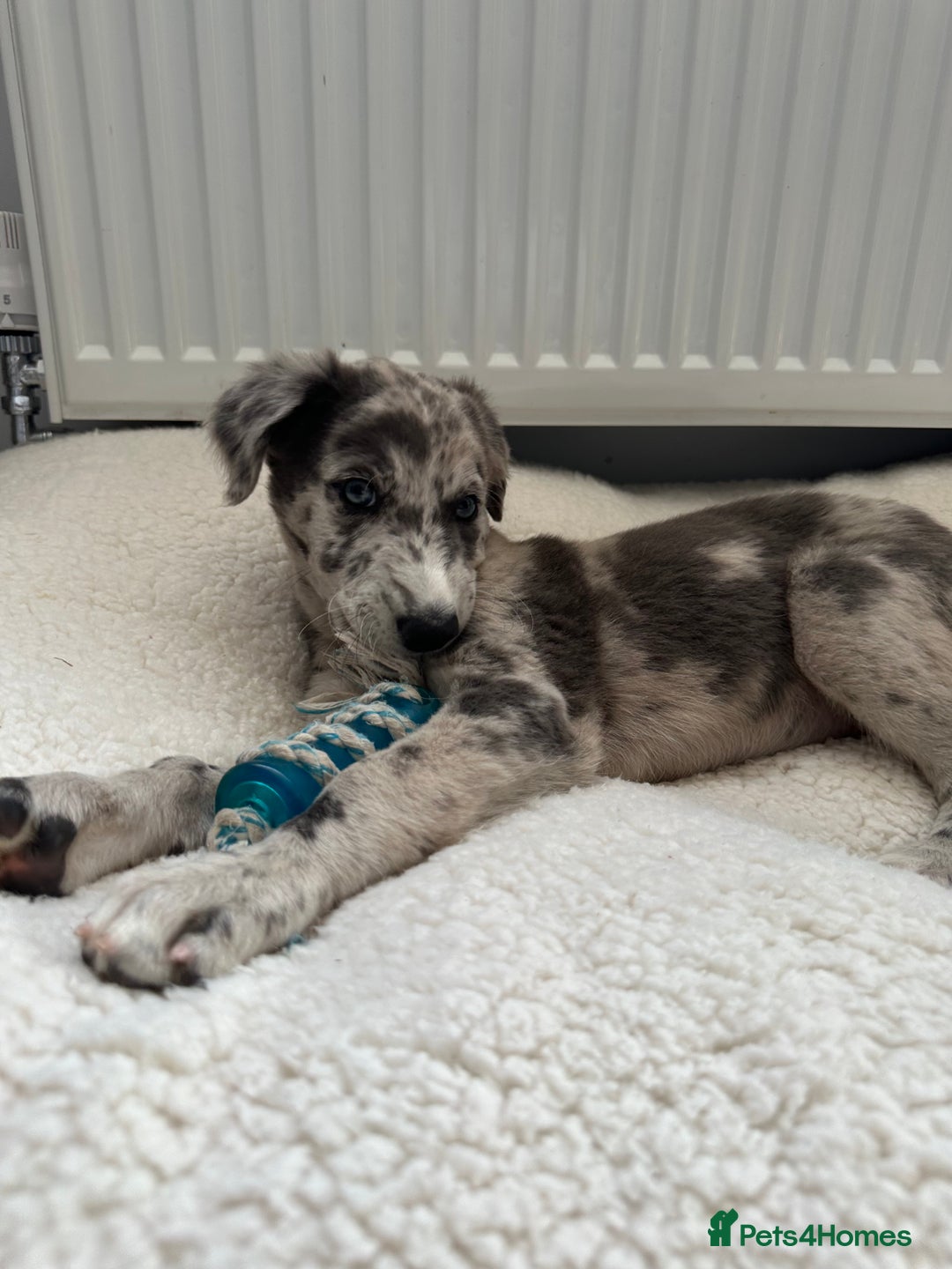 Lurcher dogs for sale: Lurcher Bitch 11 weeks old  - Image 3