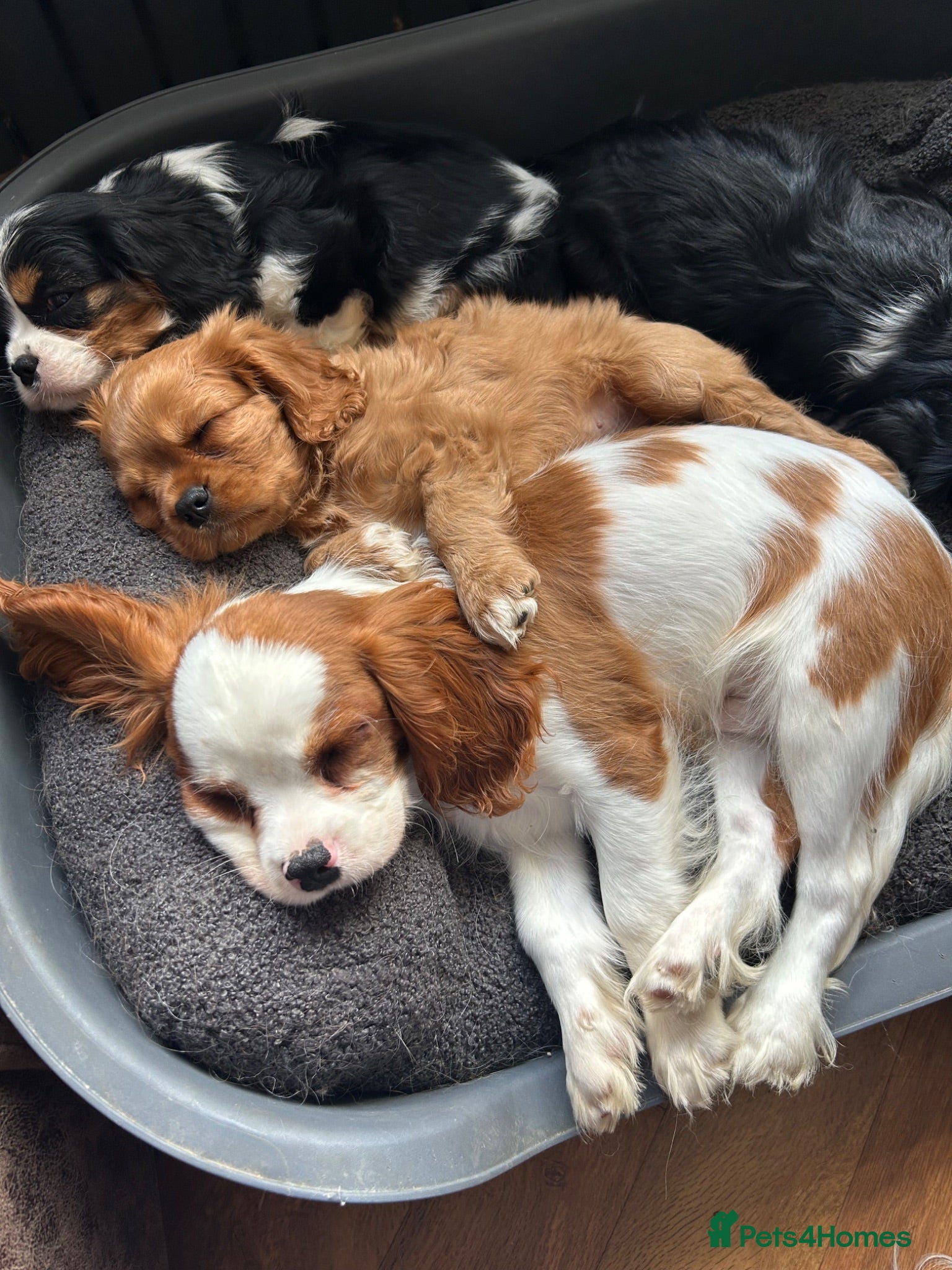 Cavalier King Charles Spaniel dogs Ready to leave Health tested Blenheim boy  - Advert 16