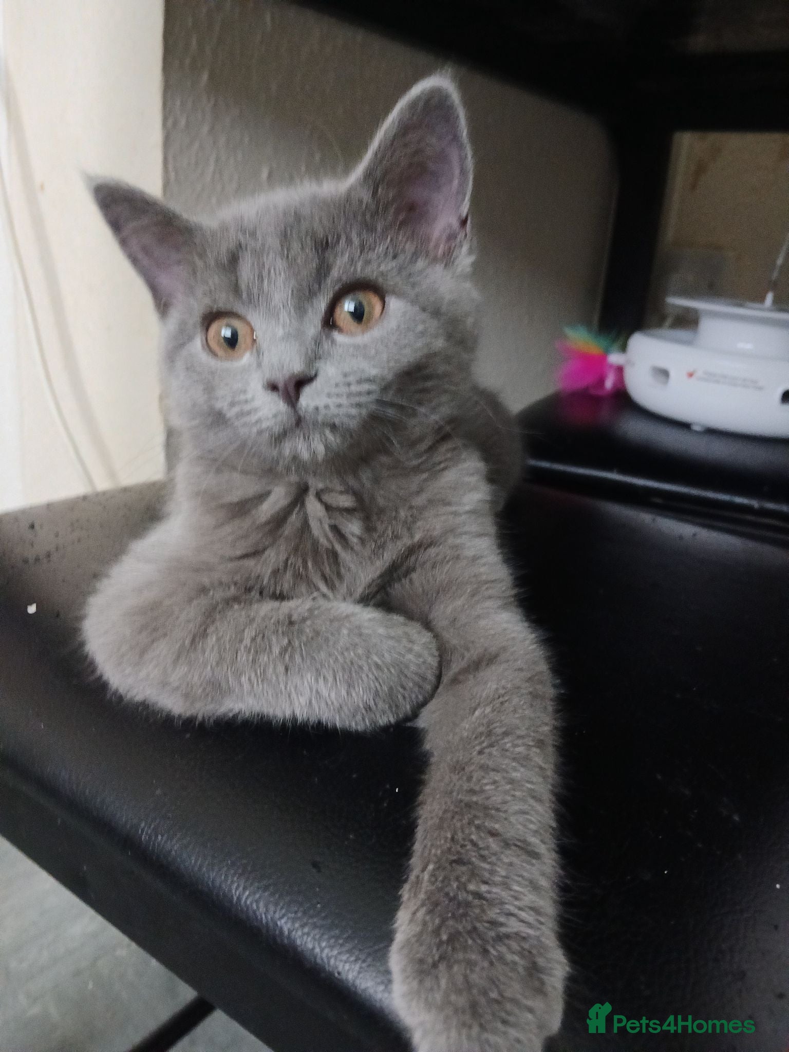Russian Blue cats Beautiful kittens  - Advert 15