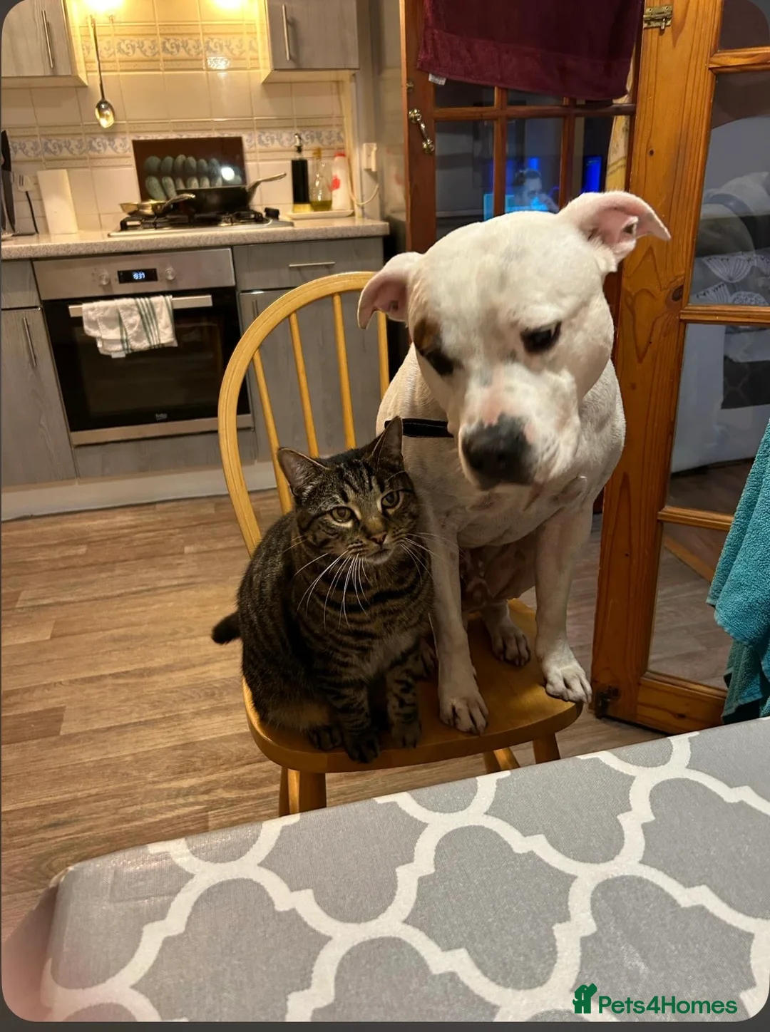 Staffordshire Bull Terrier dogs for stud: Staffordshire Bull Terrier Male For Stud in Milton Keynes - Advert 1
