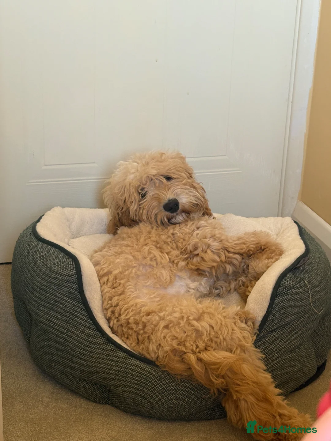 Cockapoo dogs for sale: Male cockapoo - Advert 1