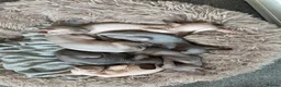 Sphynx cats for sale: New Sphynx Litter Available Now! - Advert 4
