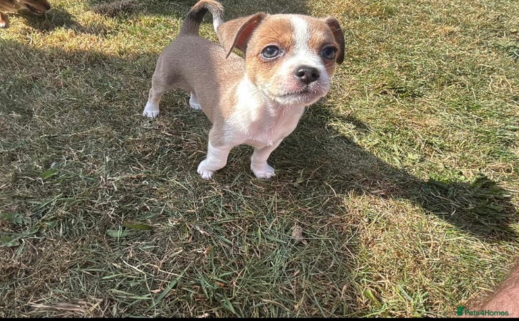 Mixed Breed dogs - Advert 4