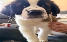Saint Bernard dogs for sale: Male St Bernard  - Advert 6