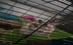 Hamster rodents for sale: Syrian Hamster for sale - Image 3