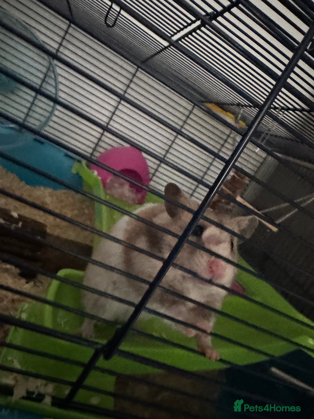 Hamster rodents for sale: Syrian Hamster for sale - Image 3