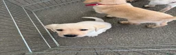 Labrador Retriever dogs for sale: Beautiful KC Registered Labrador Puppies  - Advert 14