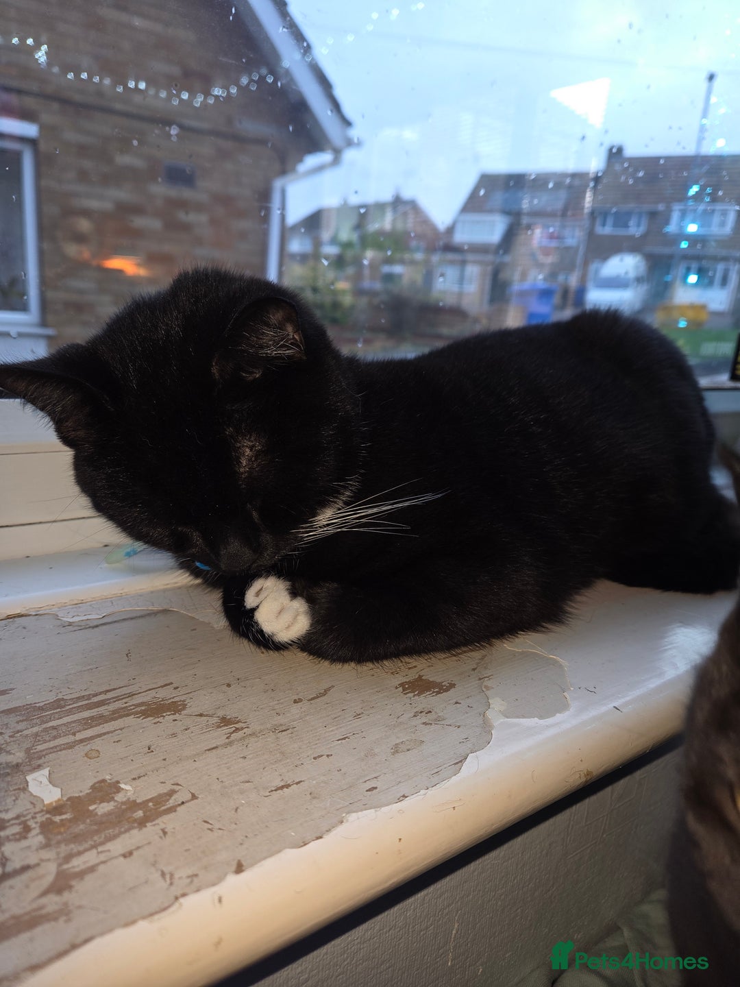 Mixed Breed cats for sale: Beautiful british blue male  - Advert 3