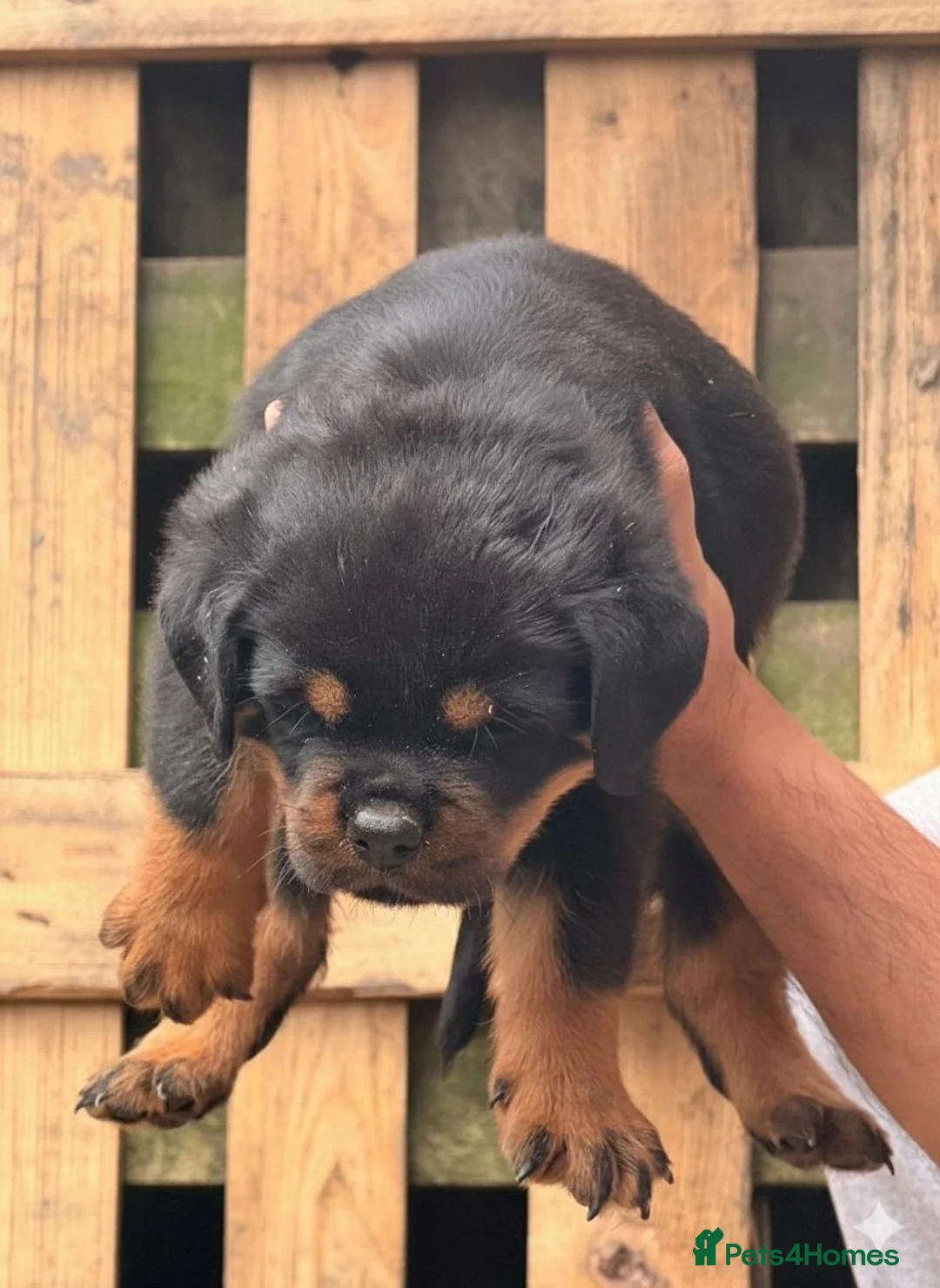 Rottweiler dogs for sale: Top quality kc pups for sale timitor X edelstein - Advert 14