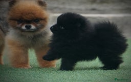 Pomeranian dogs for sale: ** TRUE TO TYPE BLACK POMERANIAN PUPPIES ** - Image 12