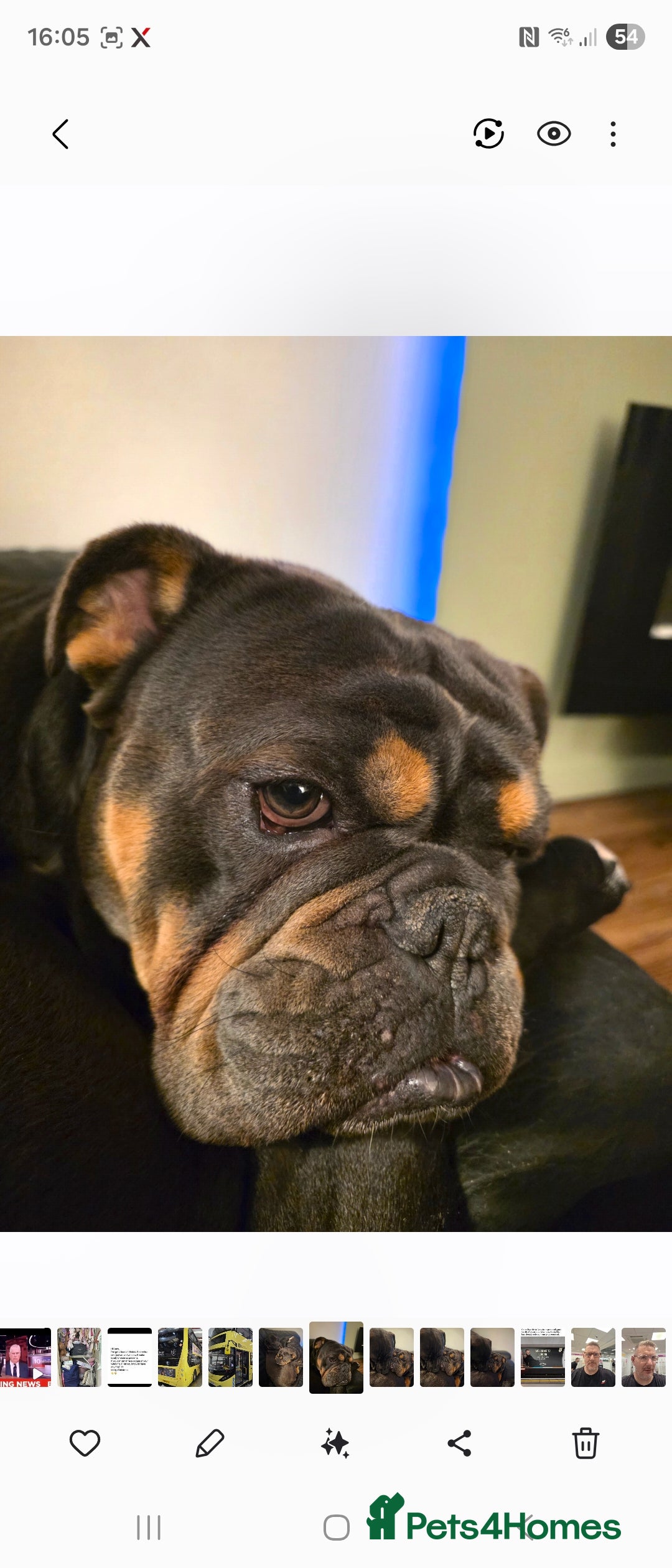 English Bulldog dogs Dexter - English Bulldog - Advert 1