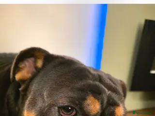 English Bulldog dogs Dexter - English Bulldog - Advert 3