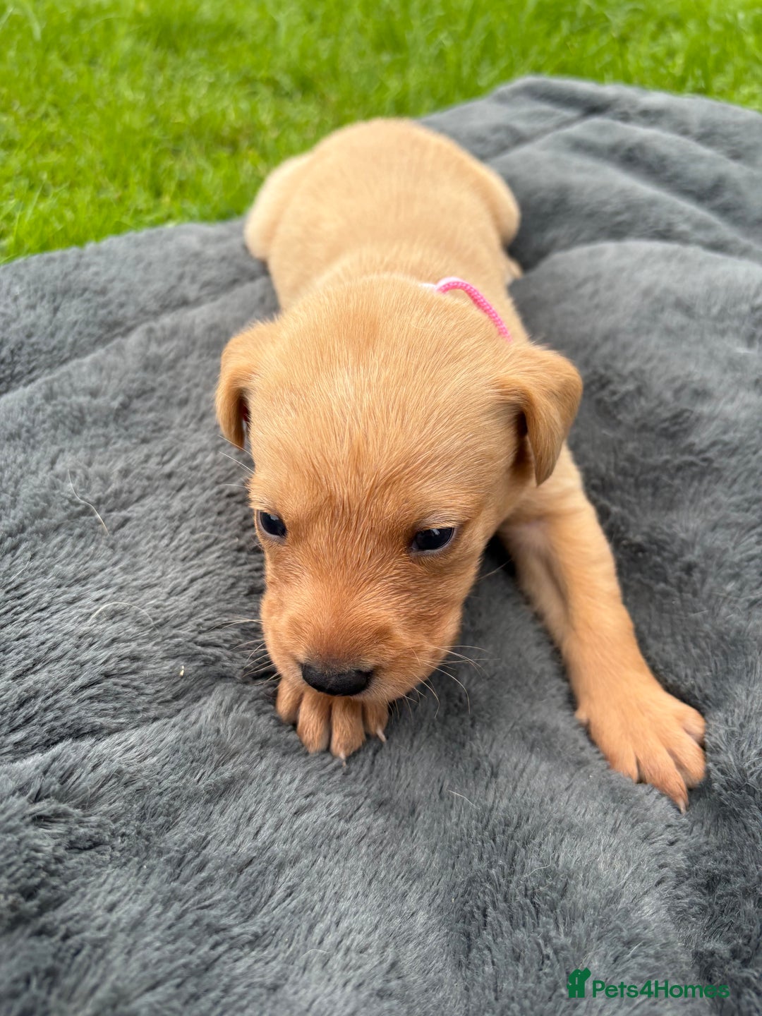Labrador Retriever dogs for sale: KC Yellow Labradors - Image 8