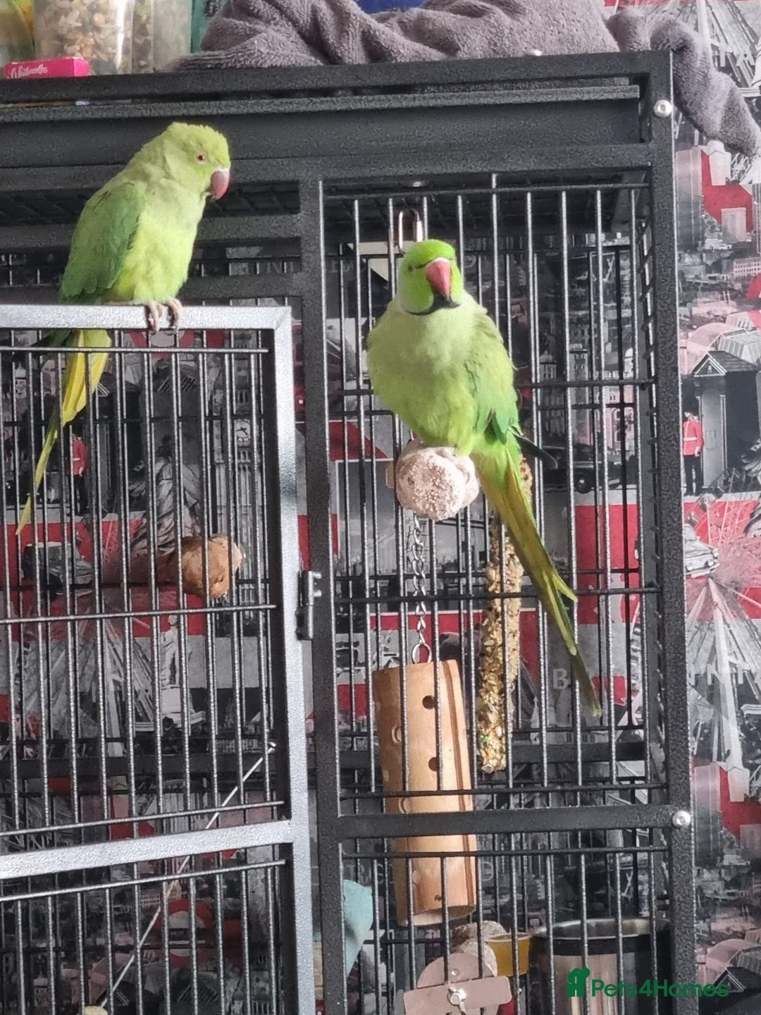 Ringnecks birds for sale: African ringnecks - Advert 2