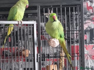 Ringnecks birds African ringnecks - Advert 8