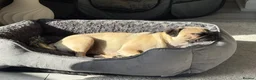 Pug dogs for sale: Pearl - Advert 2