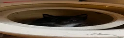 Domestic Shorthair cats for sale: 8 Domestic Kittens in Derby - Advert 2