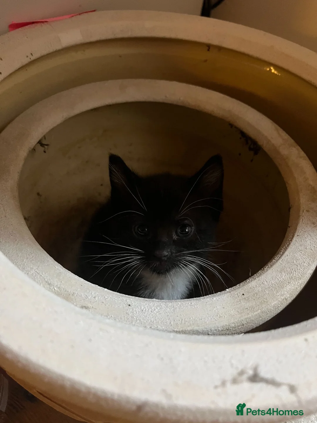 Domestic Shorthair cats for sale: 8 Domestic Kittens in Derby - Advert 2