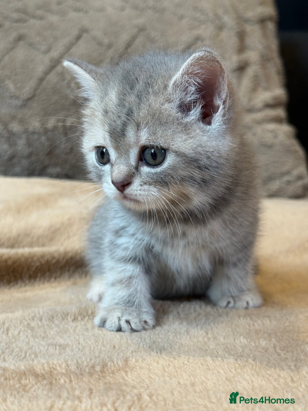 British Shorthair cats for sale: British shorthair hair kittens  - Image 2