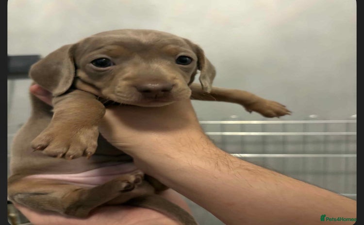 Dachshund dogs Mini daushnds  - Advert 3