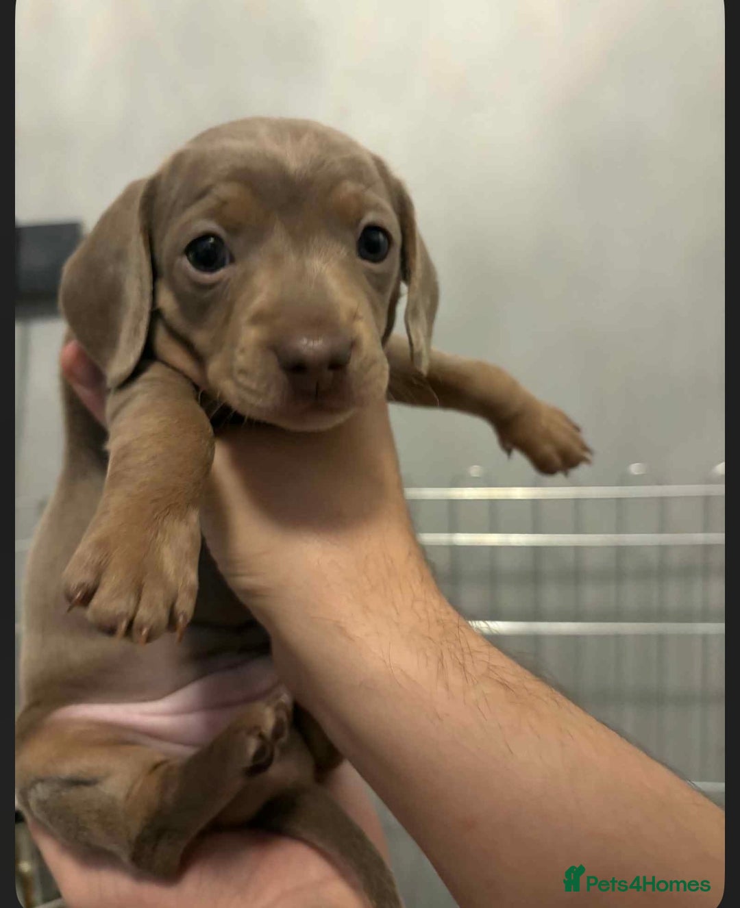 Dachshund dogs for sale: Mini daushnds  - Advert 1