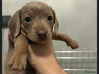 Dachshund dogs Mini daushnds - Advert 18