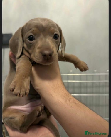 Dachshund dogs Mini daushnds - Advert 2