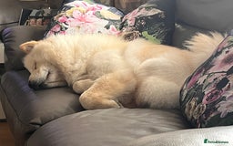 Chow Chow dogs for sale: Kiki chow chow  - Image 1