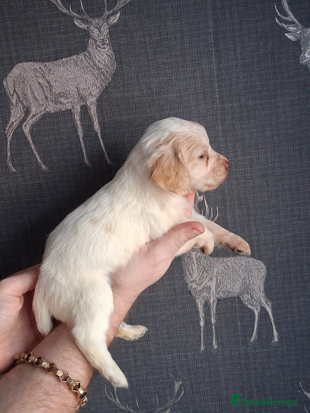 Cocker Spaniel dogs for sale: beautiful working cocker spaniels for sale - Advert 15