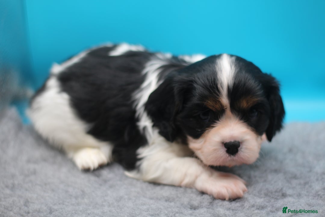 Cavalier King Charles Spaniel dogs for sale: Champion lines, heart/health tested, KC registered - Advert 20