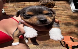 Jack Russell dogs for sale: 💙 miniture JR PUPS 💙 - Image 2