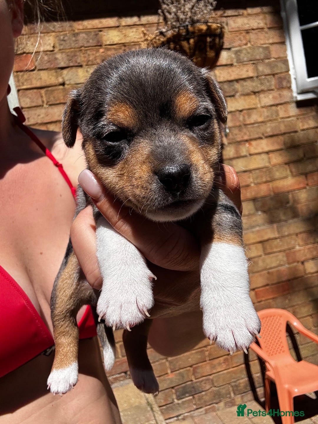 Jack Russell dogs for sale: 💙 miniture JR PUPS 💙 - Image 2