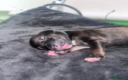 Mixed Breed dogs for sale: Saluki Bull Grey Puppies  - Image 12