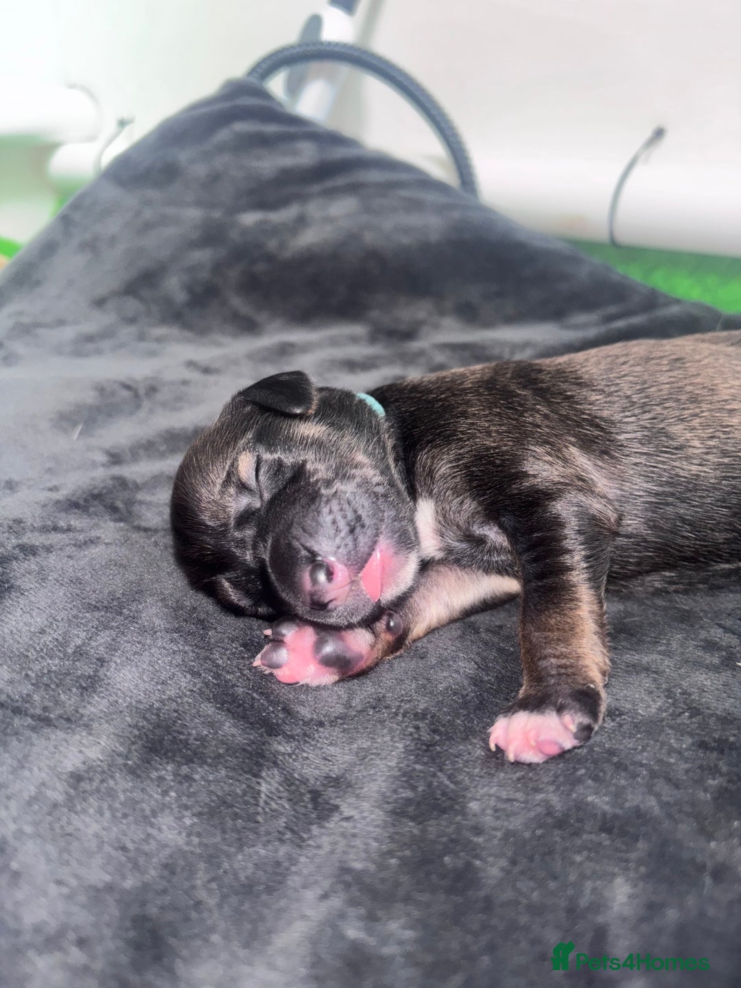 Mixed Breed dogs for sale: Saluki Bull Grey Puppies  - Image 12