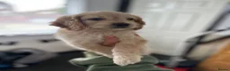 Cockapoo dogs for sale: Apricot cockapoo girl  in Spennymoor - Advert 3