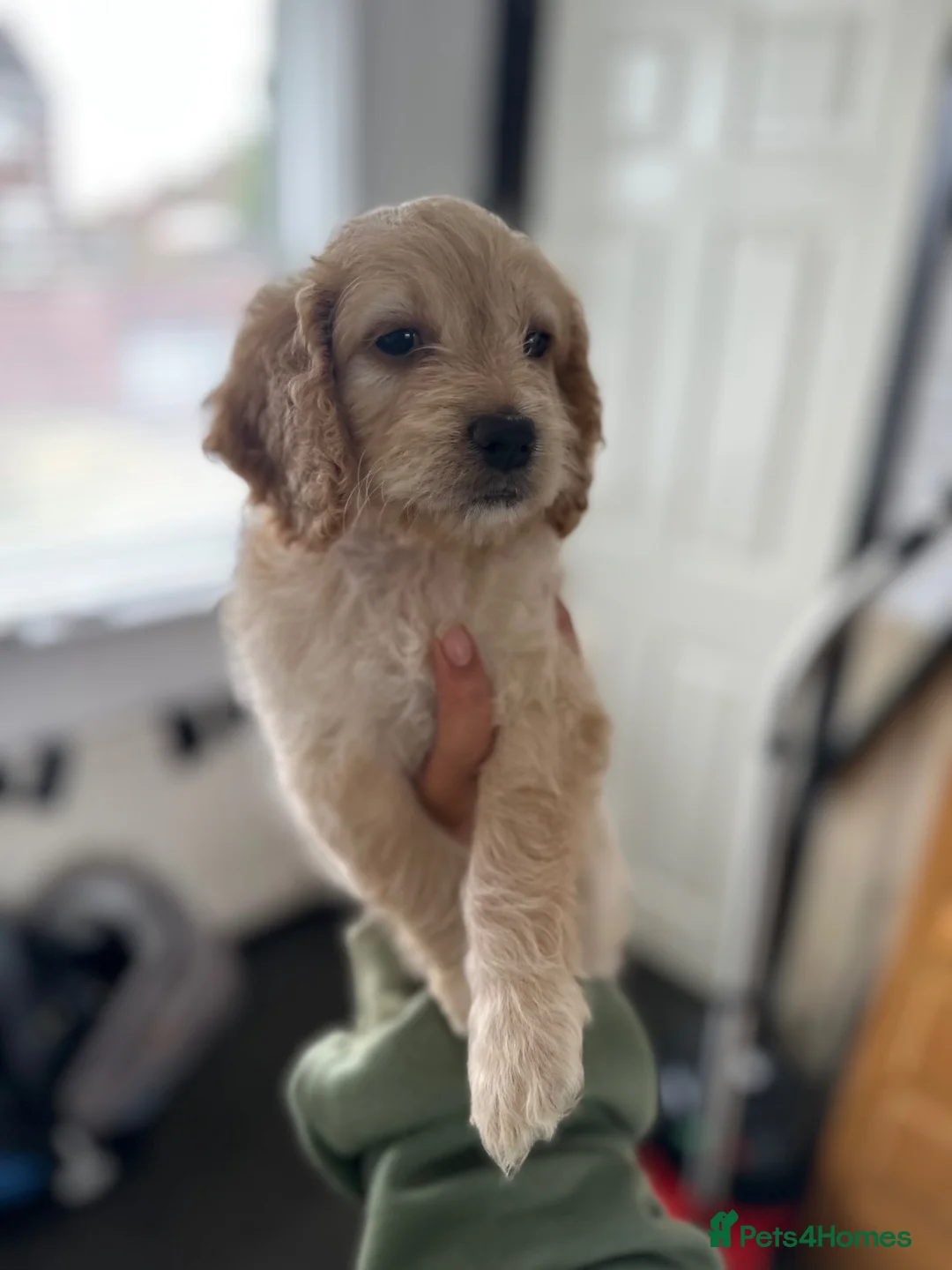 Cockapoo dogs for sale: Apricot cockapoo girl  in Spennymoor - Advert 3
