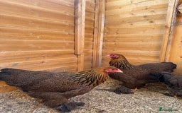 Chickens poultry for sale: Brahma bantams  - Image 6