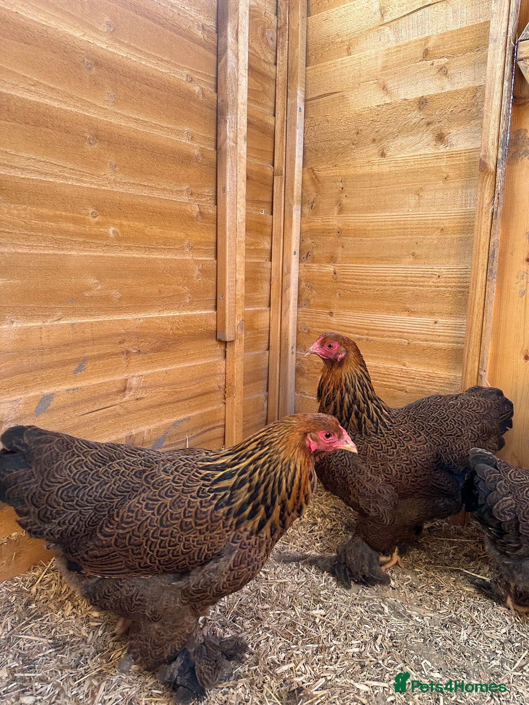 Chickens poultry for sale: Brahma bantams  - Image 6