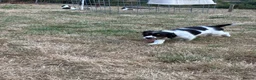 English Springer Spaniel dogs for sale: ENGLISH SPRINGER SPANIEL PUPPIES - Advert 3