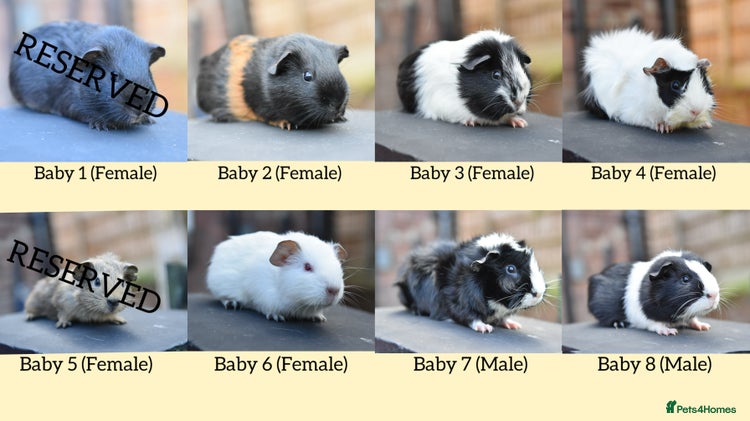 Guinea Pig rodents in Wigan - Advert 1