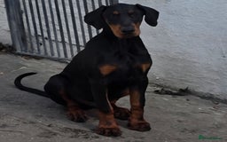 Dobermann dogs for sale: Handsome male - Image 2