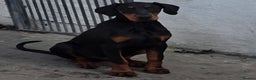 Dobermann dogs for sale: male & females - Advert 2